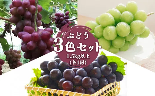 ぶどう 3色セット 1.5kg以上
