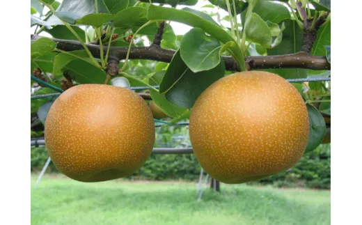 鳥取県産梨「新甘泉（しんかんせん）」5kg